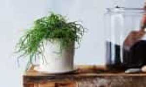 10 комнатных растений, которые заменяют антибиотики