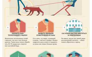 Первая помощь после укуса домашнего животного