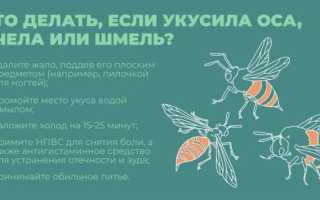 Оказание первая помощь если вас укусил шмель