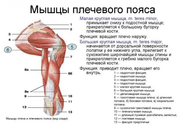 Строение плеча