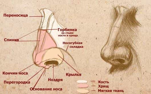 анатомия носа