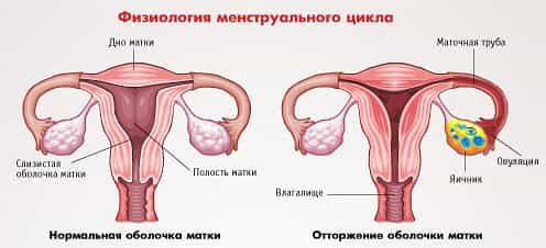 физиология менструального цикла