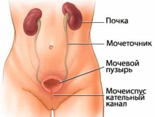 женская мочеполовая система