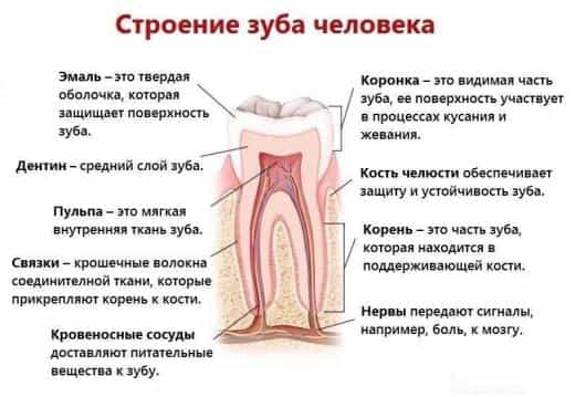 схема строения зуба