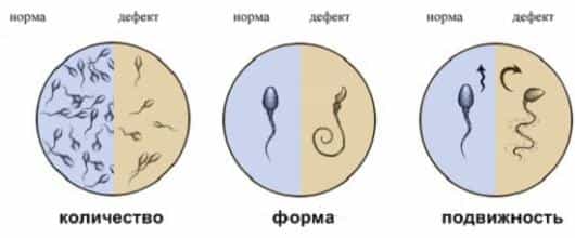 Норма теста сперматозоидов