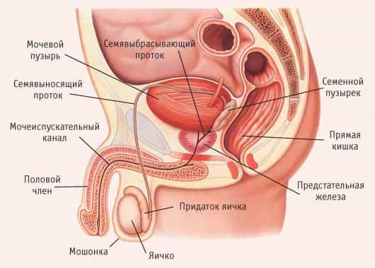 мужская половая система