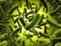 Mycobacterium tuberculosis