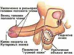 нормальная эрекция