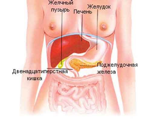 органы брюшной полости