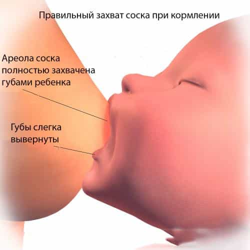 правильный захват соска при кормлении