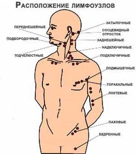 расположение лимфоузлов