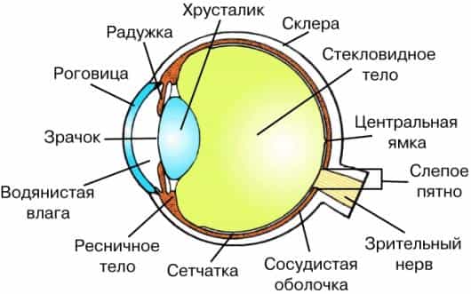 анатомия глаза