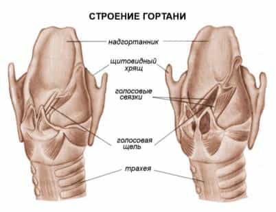 строение гортани