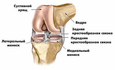 строение коленного сустава
