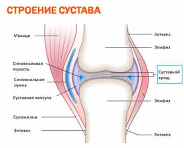 строение сустава