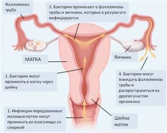 Органы малого таза